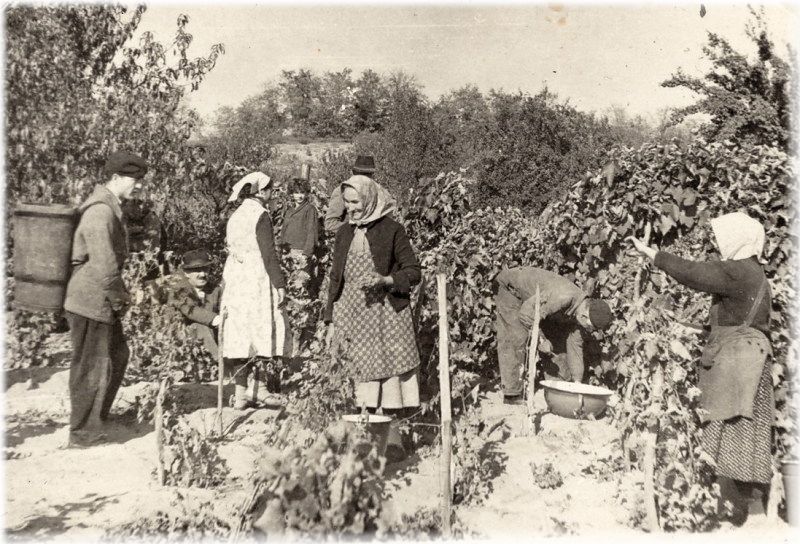 Szüret 1959.