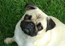 Közeleg az eboltás!