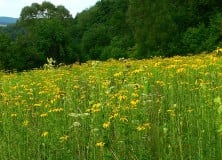 Tavaszi határszemlét tart a Földhivatal