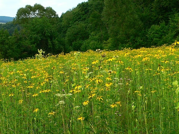 Ismét elérkezett a terület alapú támogatások beadási határideje