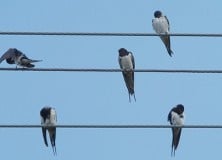 Mit jelent a vezetékjog?