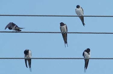 Mit jelent a vezetékjog?