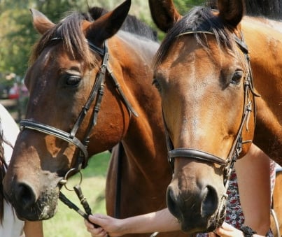Lótartók figyelmébe!