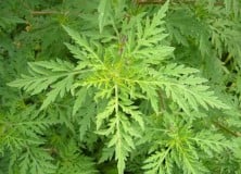 „Parlagfű kisokos” – ismeretterjesztés a parlagfű ellen