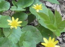 Köszöntjük az édesanyákat!