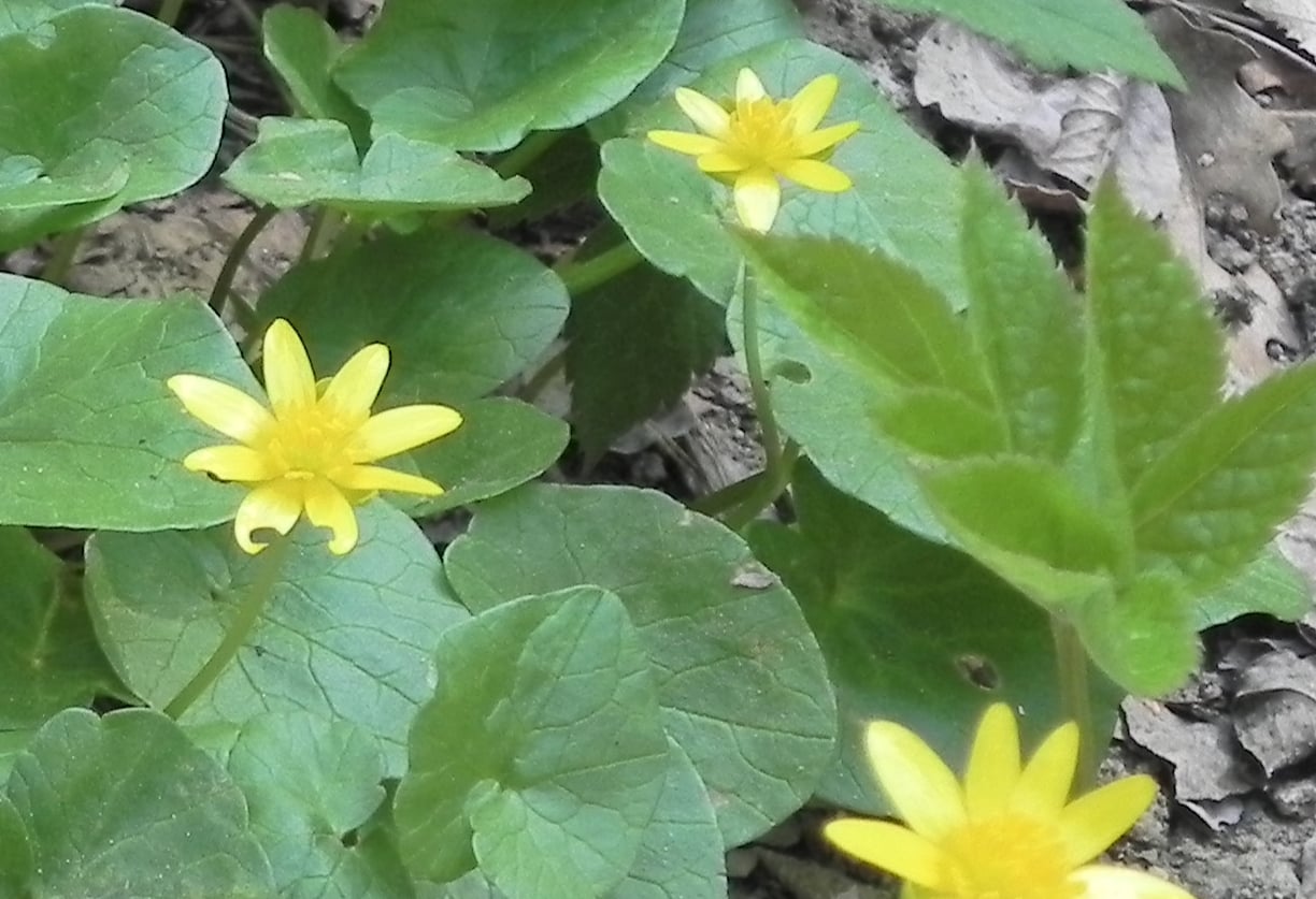 Köszöntjük az édesanyákat!