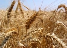 Még mindig a termőföld bejelentésről