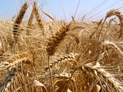 Még mindig a termőföld bejelentésről