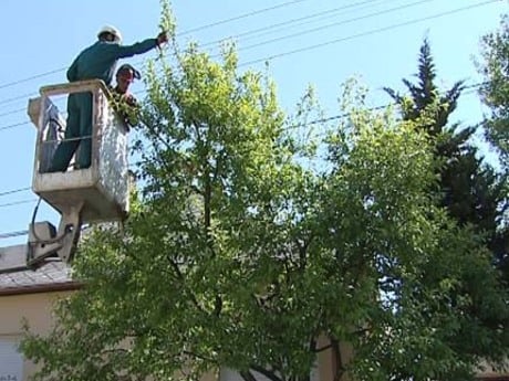 Idén ősszel is gallyazzák a fákat