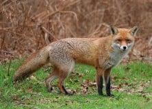 Ebzárlat és legeltetési tilalom