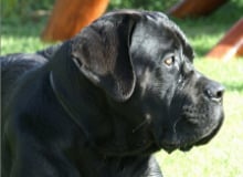 Pályázat gyepmesteri feladatok ellátására