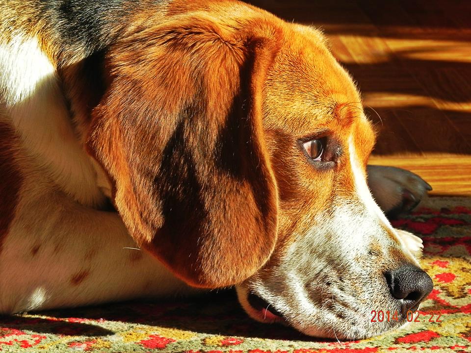 Tájékoztatás kóborló ebekkel kapcsolatban