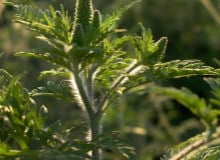 Védekezés a parlagfű ellen