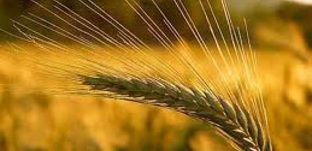 Aranykalászos gazda képzés indul Dabason