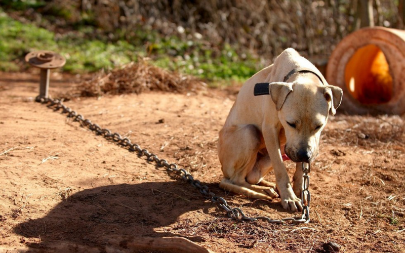 A tartós kikötés tilalma nem egyenlő a láncon tartás abszolút tilalmával
