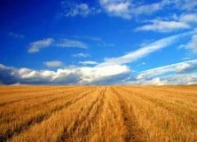 Megkezdődik a területalapú támogatás igénylése