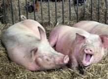 Sertéstartók figyelmébe!